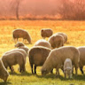 Meet your Posher, Leonardo